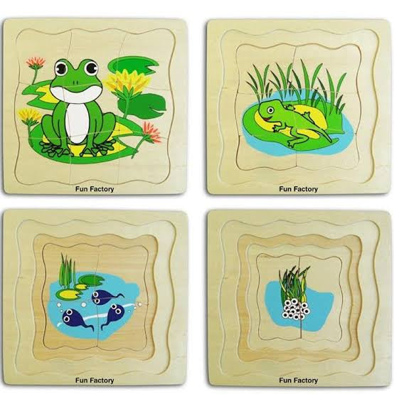 Follow the life cycle of a frog with this frog layer wooden puzzle.

Use the frog layer puzzle to illustrate the cycle of life.

Initially, you can remove the pieces on the top layer to reveal the little tadpole. By removing the rest of the layers, you will see how the frog started as an egg in a pond.

To complete the puzzle, you have to complete a two piece puzzle ( the eggs in a pond). Then you will complete a four piece puzzle, a six piece puzzle, and then finally a nine piece puzzle.
